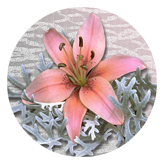 DAROUND 023 Pink Lily